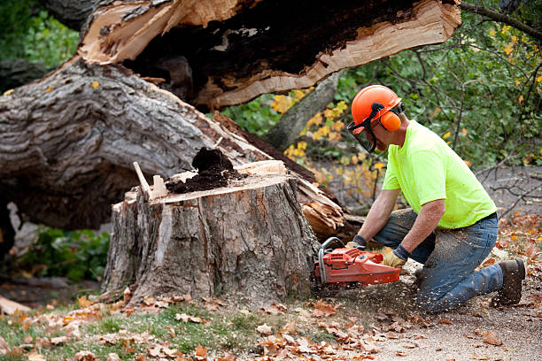 Warner, OK  Tree Services Company